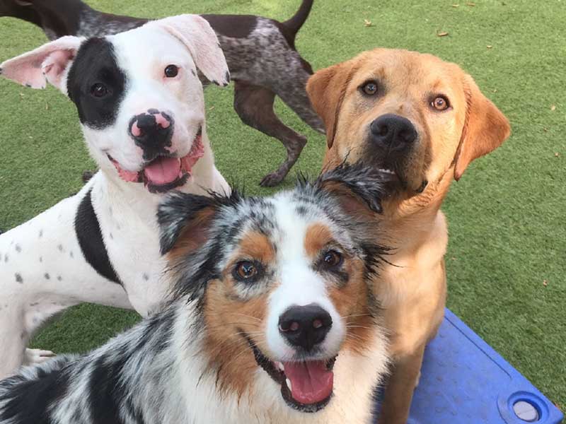The Benefits of Dog Daycare: A Safe and Fun Environment for Your Furry Friend