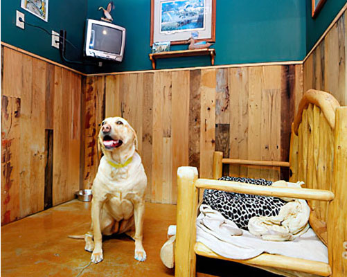 Boarding Bliss for Your Furry Friend: The Ultimate Guide to Finding the Perfect Dog Boarding Facility