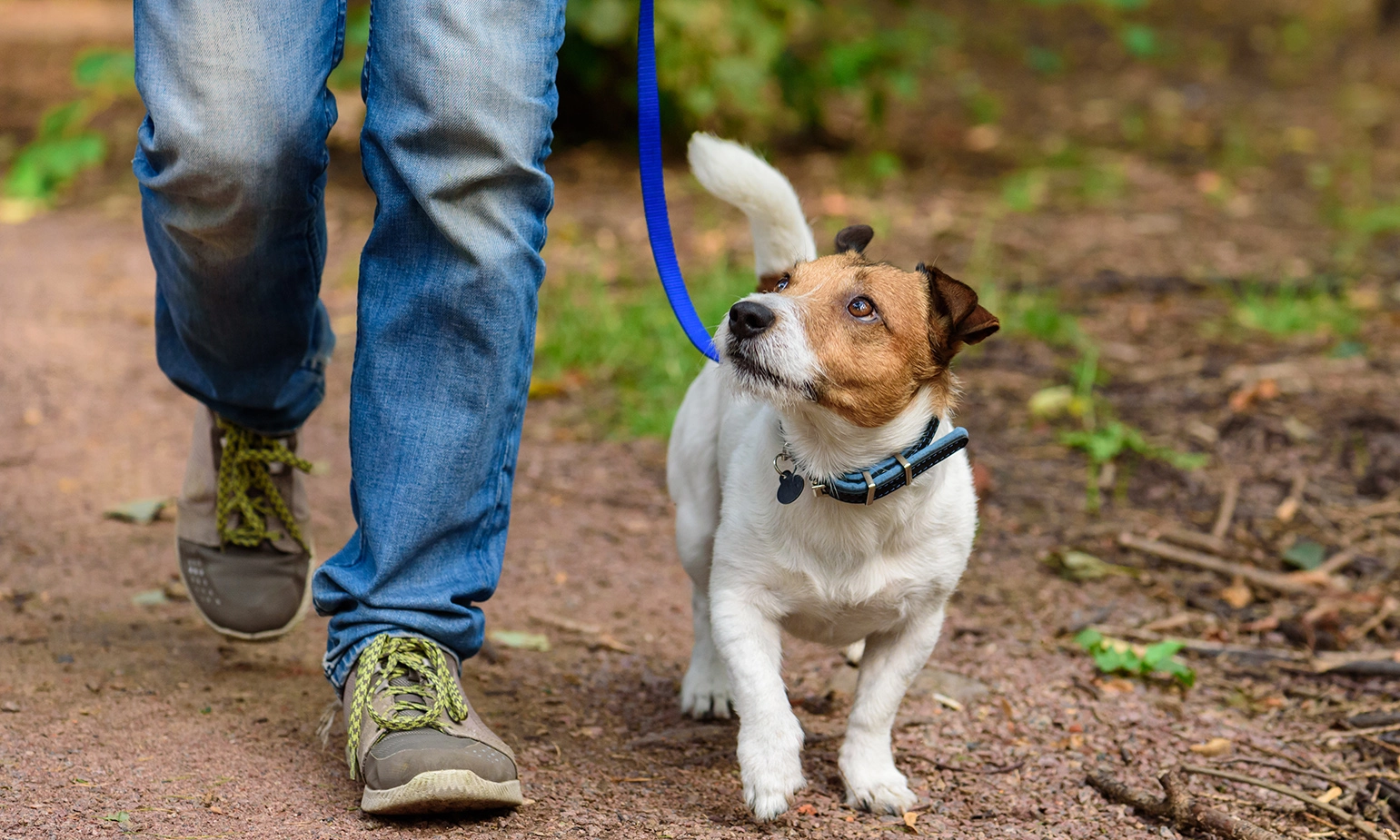 The Benefits of Daily Dog Walking for Your Pet's Health and Happiness