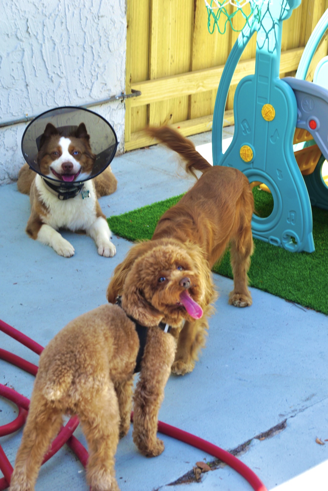 A Guide to Dog Daycare in Aventura, North Miami, Sunny Isles & Bal Harbour