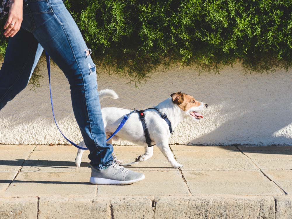 How often should I walk my dog?