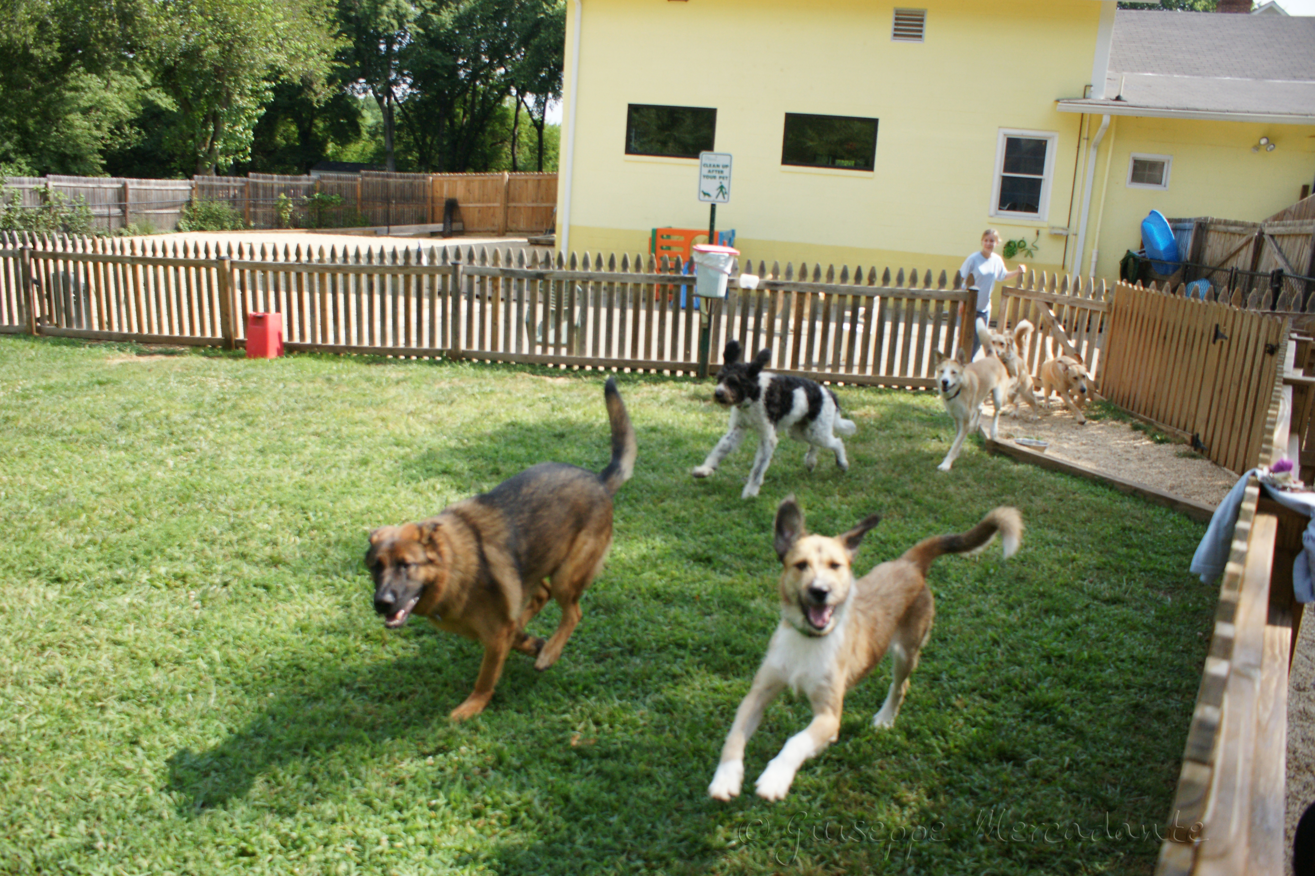 What is the difference between daycare and dog boarding?